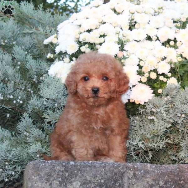 Daisy, Forever Puppy